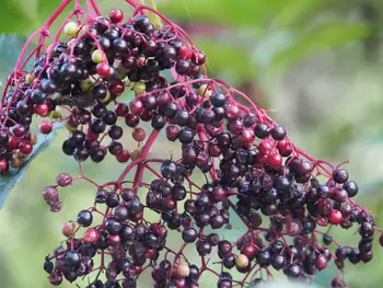 Vlierbessen (Sambucus nigra) in Roborst (België)